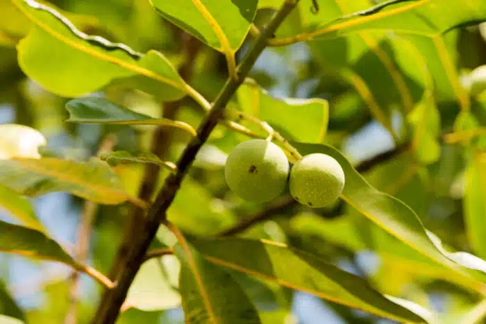 Óleo de Tamanu, propriedades e usos