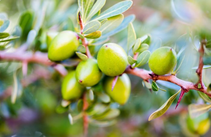 Guia do óleo de argan para descobrir suas propriedades e benefícios