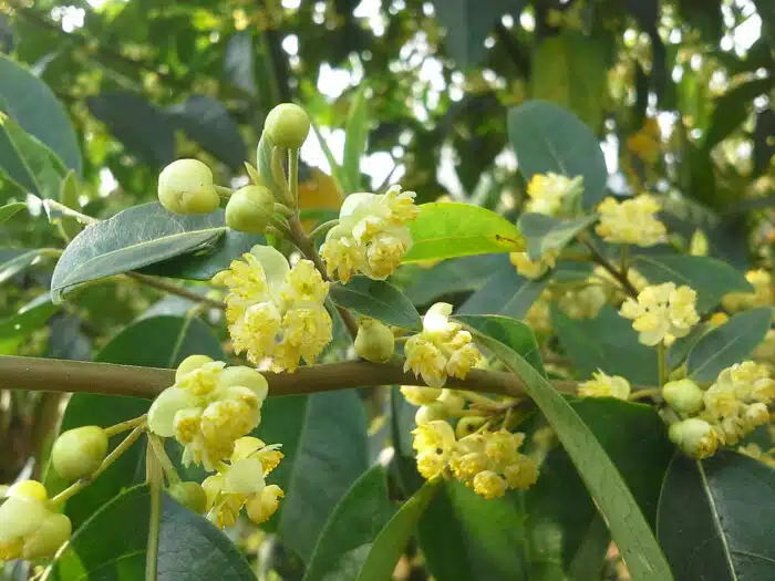 Óleo essencial de Litsea, um óleo com aroma cítrico fresco