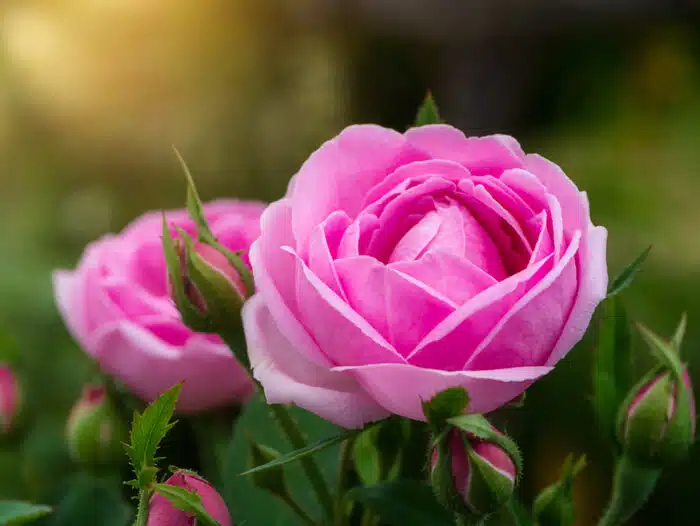 Tudo sobre o precioso óleo essencial de rosa damascena